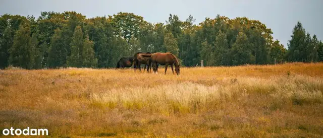 Wymarzona działka na Pojezierzu Łęczyńsko-Włodawskim? Sprawdź ceny!