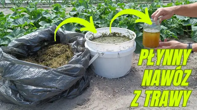 Jaki nawóz do irgi? Sprawdź, jak zadbać o zdrowy wzrost roślin