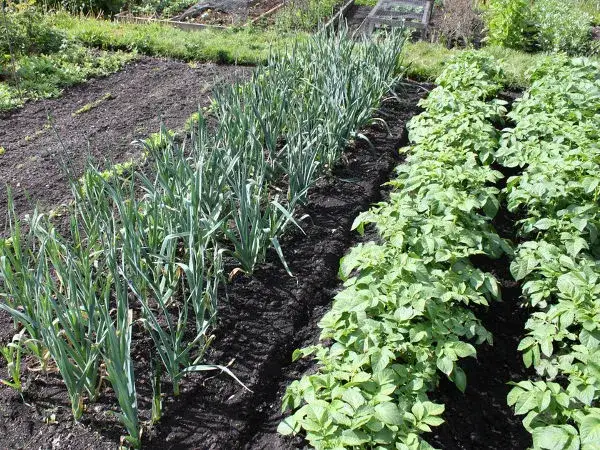 Kalendarz siewu warzyw: Kiedy siać, by mieć obfite plony?