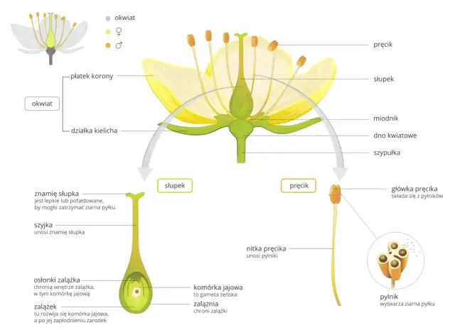 Jakie są podstawowe elementy budowy tulipana w botanice?