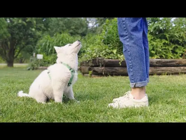Jak wytresować szczeniaka skutecznie i bez stresu dla psa