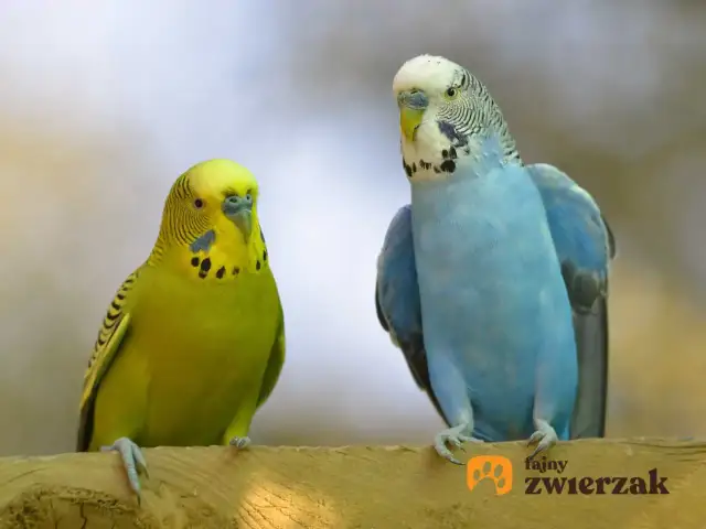 Kiedy lęgi papużek falistych? Pełny przewodnik dla hodowcy