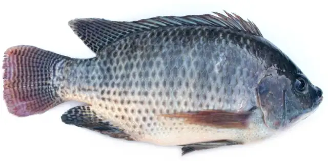 Czy tilapia jest zdrowa? Analiza, wady i zalety