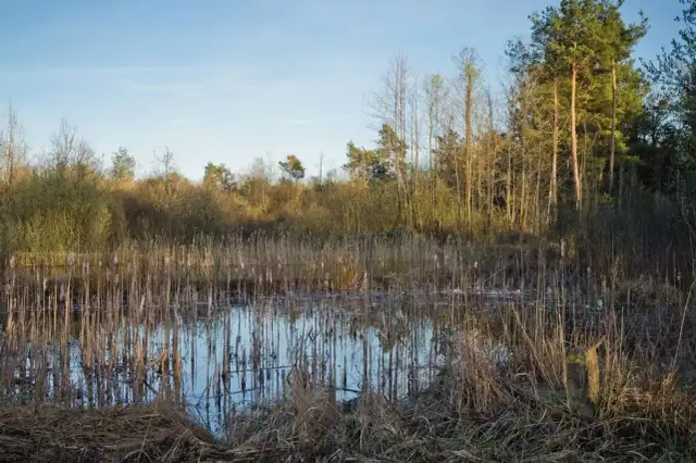 Rezerwaty przyrody Dębina w Polsce - unikalne miejsca i ich tajemnice