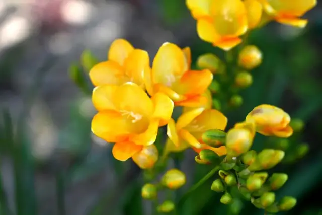 Kiedy jest sezon na frezje? Poznaj najlepszy czas na kwitnienie