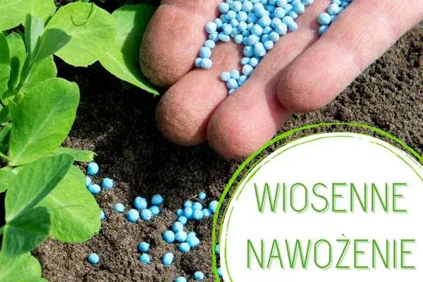 Jaki nawóz do niecierpków? Odkryj sekrety zdrowego wzrostu