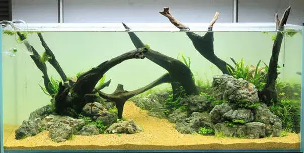 Jakie rośliny na korzeń do akwarium? Oto łatwe w pielęgnacji opcje