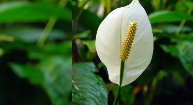 Dlaczego skrzydłokwiat ma zielone kwiaty? Oto najczęstsze przyczyny