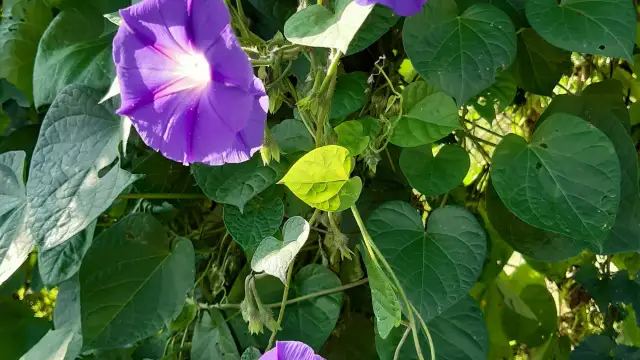 Jak siać wilec powój pnący, aby uzyskać bujne rośliny?