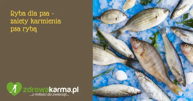 Bezpieczne ryby dla psa: przewodnik, korzyści i zagrożenia