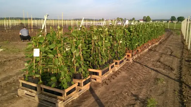 Jak sadzić mini kiwi w ogrodzie? Kompletny poradnik krok po kroku