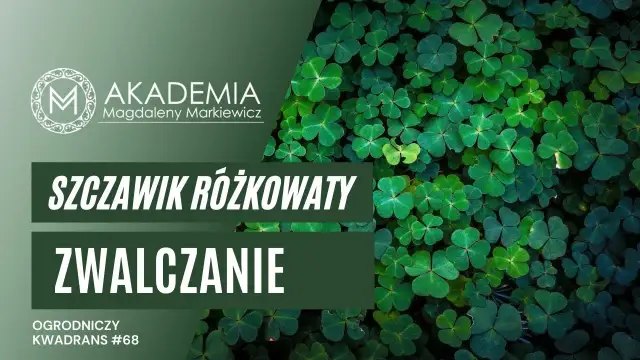 Koniczynka chwast: jak ją zwalczyć i wykorzystać w ogrodzie