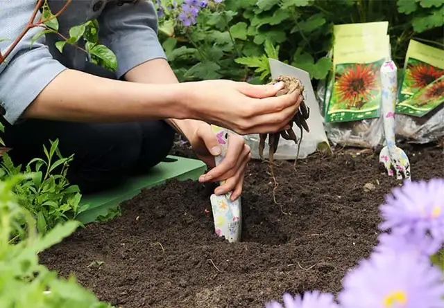 Kiedy sadzić kalię ogrodową - kompletny poradnik uprawy krok po kroku