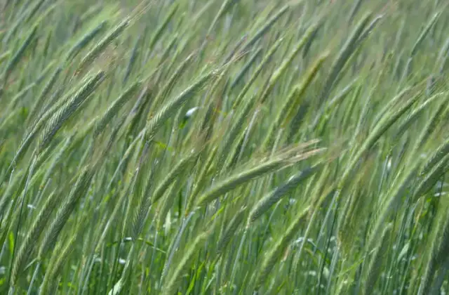 Kiedy siać żyto na poplon, aby uniknąć problemów z glebą?