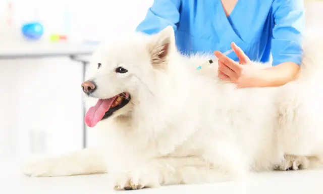 Ile kosztuje szczepienie szczeniaka? Sprawdź ceny i oszczędności