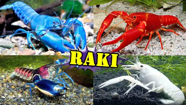 Jakie raki do akwarium z rybkami wybrać, by uniknąć problemów?