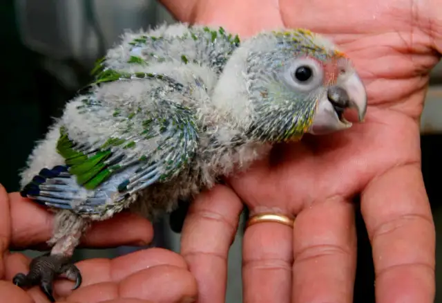 Czym żywi się papuga? Odkryj, co jest niebezpieczne dla jej diety