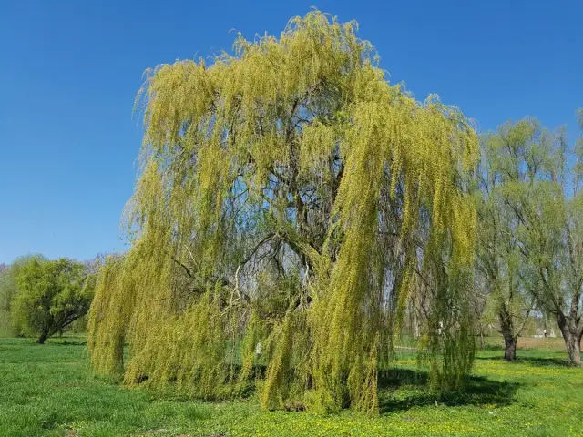 Wybierz drzewa do ogrodu: Idealne gatunki i uniknij błędów!
