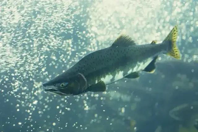 Jakie ryby są w Bałtyku? Odkryj najważniejsze gatunki i ich znaczenie