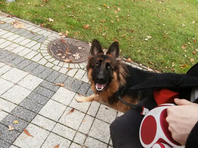 Owczarek niemiecki suczka czy pies - odkryj kluczowe różnice