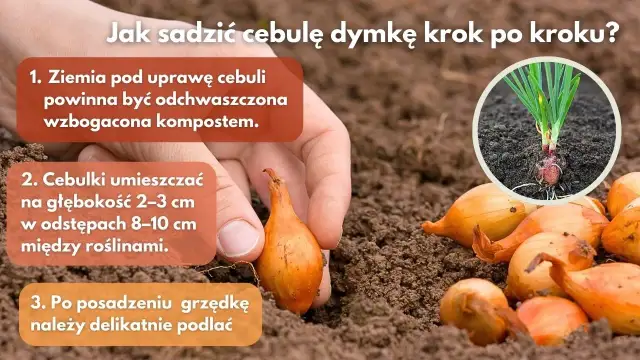 Jak głęboko sadzić dymkę? Sekret obfitych plonów cebuli