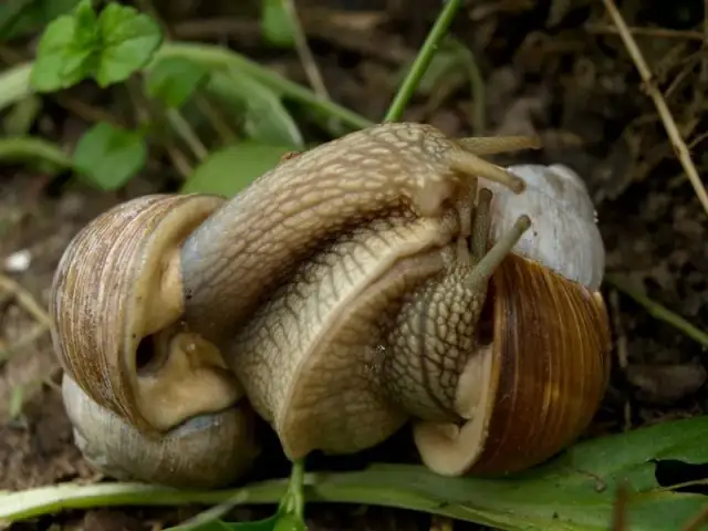 Jak rozmnażają się ślimaki afrykańskie? Zaskakujące fakty i procesy