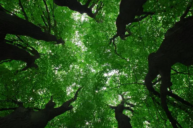 Rezerwaty przyrody w Warszawie – odkryj ich niezwykłe bogactwo