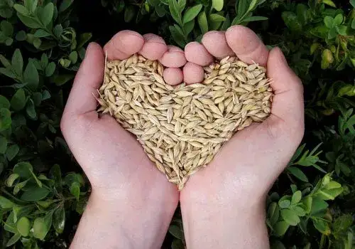 Co to jest zboże techniczne i jak wpływa na przemysł?