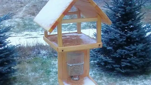 Karmnik dla ptaków DIY: Zbuduj bezpieczną stołówkę dla skrzydlatych!