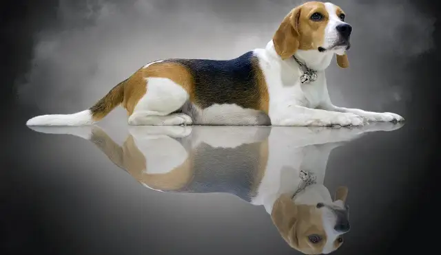 Jak wytresować beagle: skuteczne metody, które przyniosą rezultaty