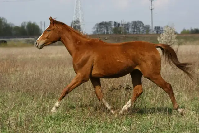 Koń gniady jaki to kolor? Poznaj charakterystykę i odcienie tej maści