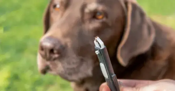 Czy kleszcze są groźne dla psów? Poznaj niebezpieczne choroby