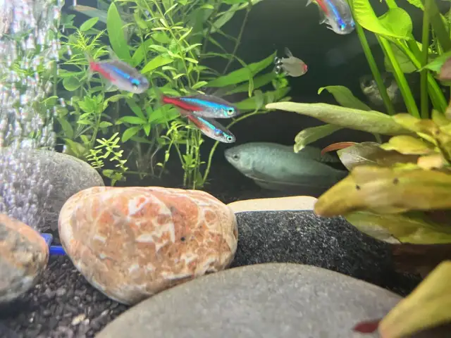 Jaka temperatura w akwarium neonki? Uniknij błędów w pielęgnacji