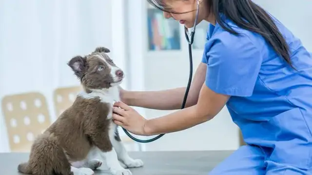Encuentra la veterinaria cerca de mí para la salud de tu mascota