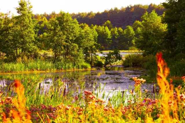 Wincentowo i jezioro Głuszyńskie: idealne miejsce na wypoczynek
