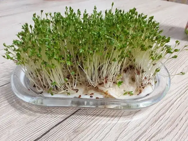 Na czym siać rzeżuchę? Sprawdzone sposoby dla początkujących