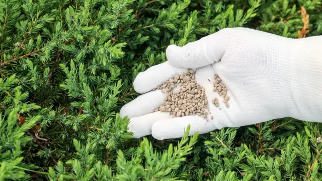 Jaki nawóz wczesną wiosną? Odkryj najlepsze opcje dla roślin