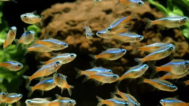 Co jedzą neonki? Oto sekrety zdrowej diety dla ryb akwariowych