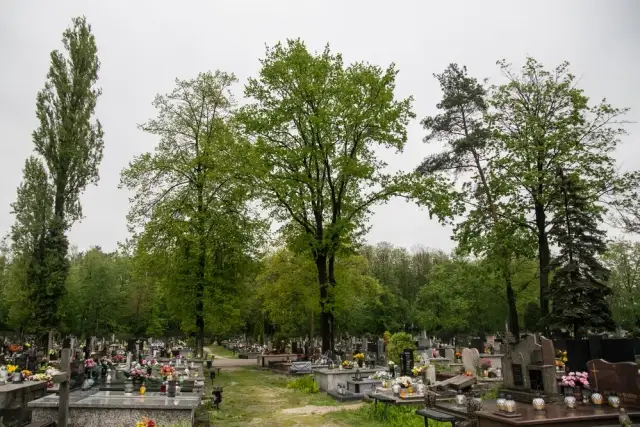 Jak napisać podanie o wycięcie drzewa na cmentarzu, aby uniknąć problemów