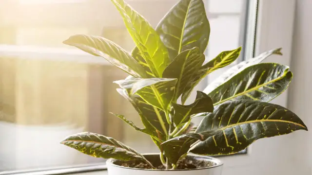 Jaki nawóz do krotona? Sekret barwnych liści i zdrowego wzrostu