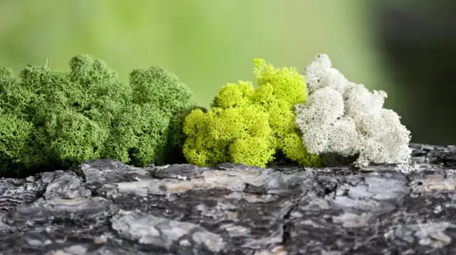 Mech stabilizowany: Jak dbać, by cieszyć się nim latami?