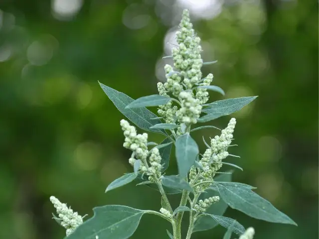 Szarozielony chwast: Jak rozpoznać i zwalczyć komosę i bylicę