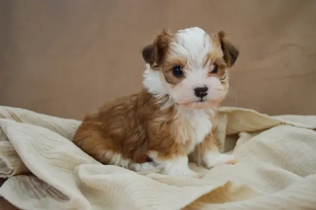 Szczeniak sika w domu? Skuteczna nauka czystości krok po kroku