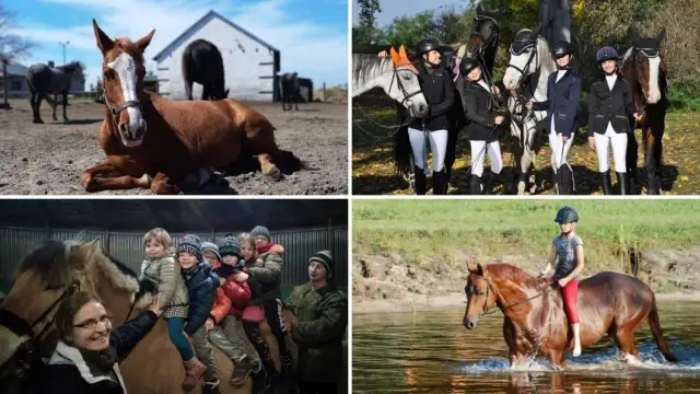 Najlepsze stadniny koni w kujawsko pomorskim - wybierz idealną stajnię