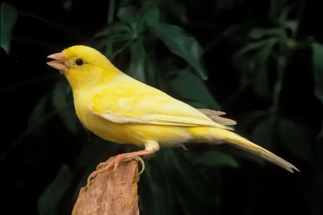 Dieta kanarka: Co jeść, by śpiewał pięknie i był zdrowy?