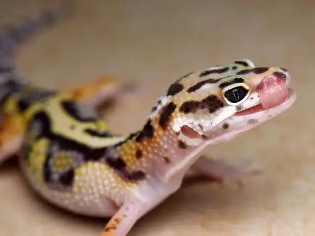 Gdzie kupić jaszczurkę? Sprawdzone miejsca i porady dla kupujących