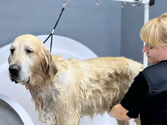 Złoty retriever w wannie, mokry podszerstek u psa. Groomerka dba o jego czystość.