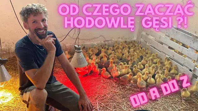 Hodowla gęsi jak zacząć? Kluczowe kroki do sukcesu w farmie gęsiej