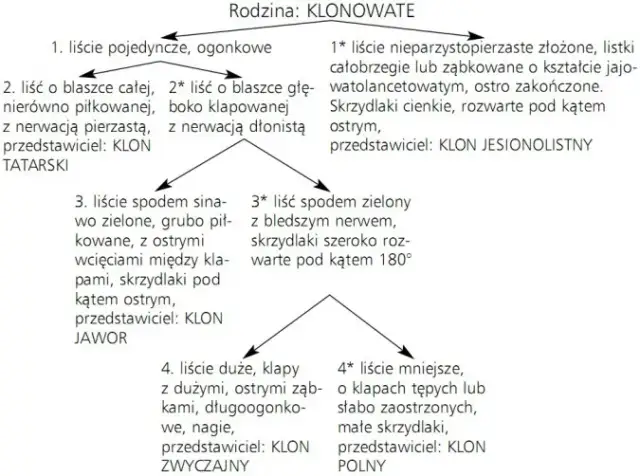 Biologia co to jest: Klucz do zrozumienia życia i organizmów