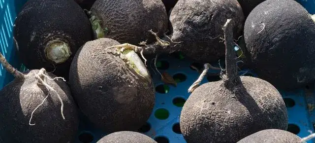 Ile soku z czarnej rzepy pić dziennie? Dawkowanie, korzyści i przeciwwskazania